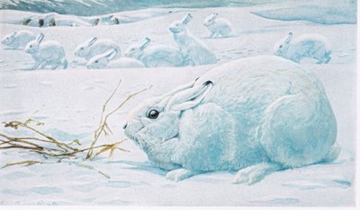 Arctic Hares, Crouching Groups, Alert for Fox or Wolves by Louis Agassiz Fuertes